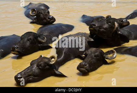 Baden im Fluss Ganges in Varanasi in Indien Kühe Stockfoto