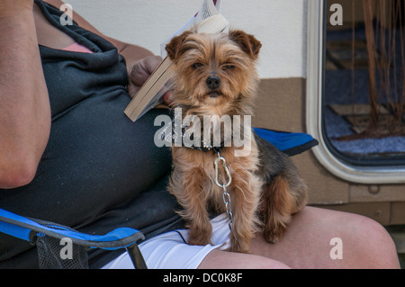 Hund auf dem Schoß der Eigentümer außerhalb ihrer Reisemobil auf dem Aire de camping, Le Crotoy, Somme, Picardie, Frankreich, Europa. Stockfoto