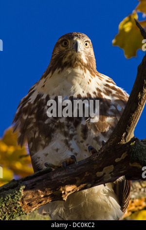 ALERT RED TAILED HAWK IM HERBST BAUM Stockfoto