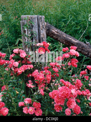 ROTE ROSEN ALTE ZAUN PFOSTEN BROWN HILL TENNESSEE EINGEBÜRGERT Stockfoto