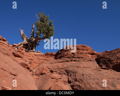 Der Blick hinauf am Flughafen Mesa in Sedona, Arizona, USA, Amerika Stockfoto