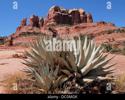Agave Americana (a/k/a Jahrhundertpflanze, amerikanische Aloe) entlang Cathedral Rock trail in Sedona, Arizona, USA Stockfoto