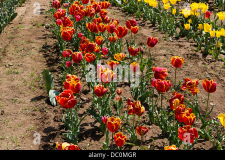 Reihen von Tulpen in verschiedenen Farben im Inneren der Tulip Garden in Srinagar, schöne Blumen, die offen für Touristen im April Stockfoto