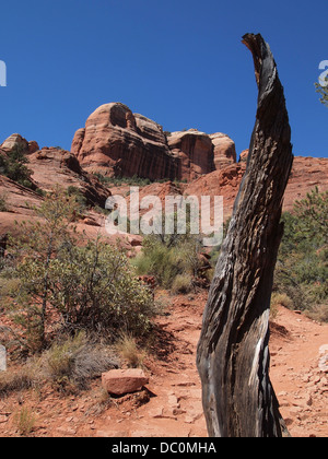 Verdreht tot Juniper-Filiale in Forground mit Cathedral Rock im Hintergrund am Cathedral Rock Trail in Sedona, Arizona, USA Stockfoto