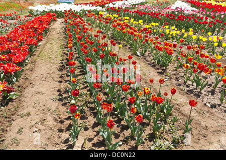 Reihen von Tulpen in verschiedenen Farben im Inneren der Tulip Garden in Srinagar, schöne Blumen, die offen für Touristen im April Stockfoto