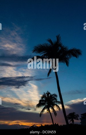 Palm Bäume Silhouette nach Sonnenuntergang Stockfoto