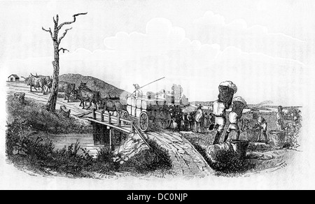 KOMMISSIONIERUNG BAUMWOLLE SCHLEPPEN BAUMWOLLE BALLEN AUF WAGEN Stockfoto