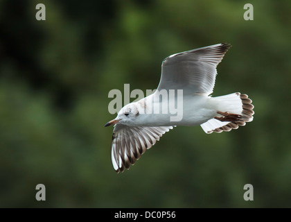 Die Juvenile Black Headed Möwe im Flug Stockfoto