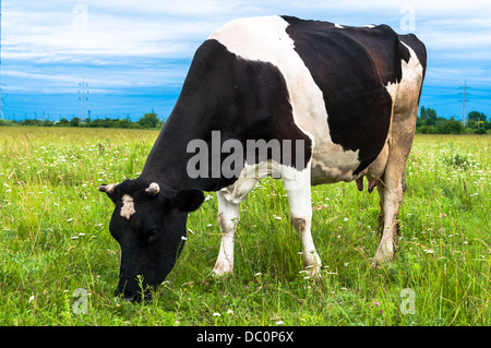Kuh in frischen Weiden Weiden Stockfoto