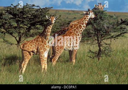 NETZARTIGE GIRAFFEN ESSEN VOM BAUM JÜNGSTE DOWNS BLICK AUF KAMERA LEWA KENIA AFRIKA Stockfoto