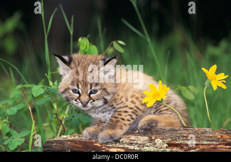 JUVENILE BOBCAT SITTING ON LOG Lynx rufus Stockfoto