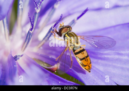 Hoverfly sammeln Nektar von Blumen Chicorée (Cichorium Intybus). Stockfoto