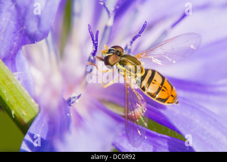 Hoverfly sammeln Nektar von Blumen Chicorée (Cichorium Intybus). Stockfoto