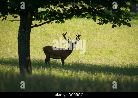 Hirsche mit dem Geweih stehen im Schatten unter einem Baum mit Grass in der Umgebung. aufgenommen im Sommer. Stockfoto