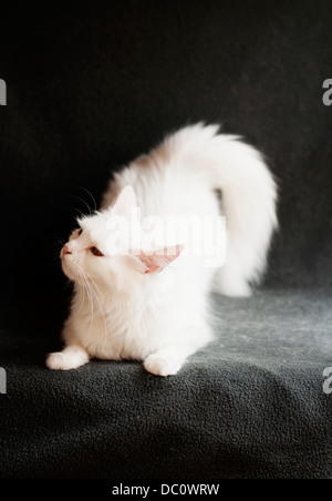 Katze in der Hitze Stockfoto