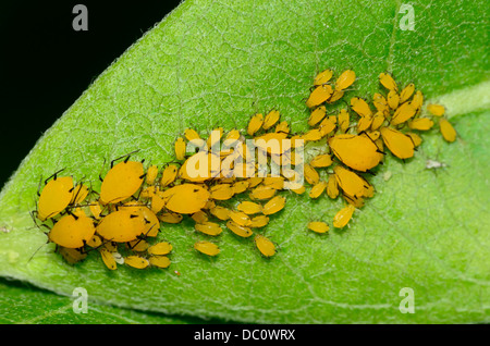 Orange Seidenpflanze Blattläuse auf einem Blatt Wolfsmilch. Stockfoto