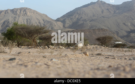 Ein Blick auf die Berglandschaft des Al Hajar-Gebirges in der Musandam Halbinsel von Oman gesehen von niedrig auf den Boden. Stockfoto