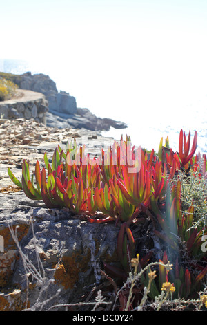 Punta di Spanu ist ein Naturschutzgebiet Küste in der Gemeinde von Lumio in der Nähe von Calvi auf Korsika. Stockfoto