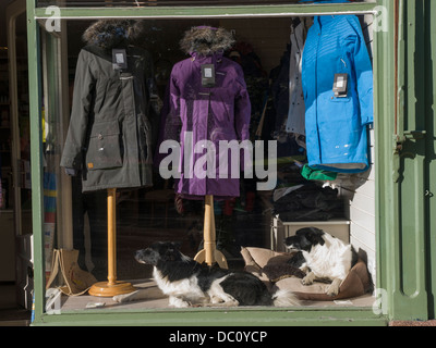 Border Collies in Schaufenster Kirkcudbright Stockfoto