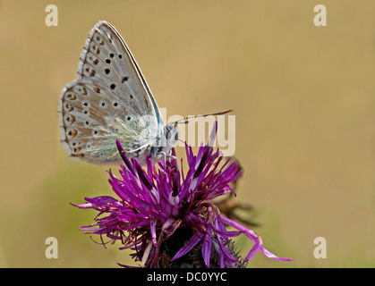 Männliche Kreide - Hill Blue Butterfly (Lysandra Coridon) ernähren sich von gemeinsamen Flockenblume (Centaurea Nigra) Uk Stockfoto