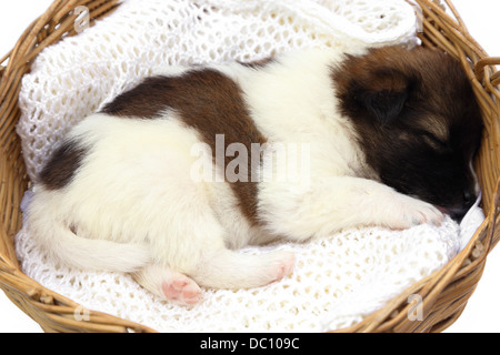 kleine Welpen Hund schlafen im Korb Stockfoto