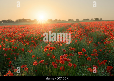 Eine lebendige Bereich der Mohn beleuchtet von der Abendsonne in Dorset Landschaft. Stockfoto