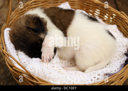 kleine Welpen Hund schlafen im Korb Stockfoto