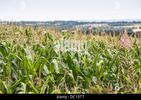 Mais-Anbau in einem Feld in West Sussex, England Stockfoto