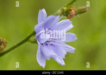 Gemeinsame Chicorée Blume (Cichorium Intybus). Stockfoto