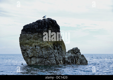 Möwe thront auf einem Felsen, Carmarthen Bay, Tenby, Wales, Großbritannien, Vereinigtes Königreich. Stockfoto