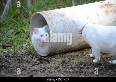 komische zwei weiße Katze Katzen einander über ein Abfluss Rohr ältere Katze in das Rohr Kätzchen stalking Modell Release MR eine Herausforderung Stockfoto