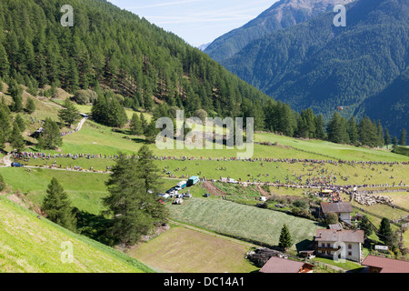 Transhumanz: die große Schafe wandern über die Ötztaler Alpen zwischen Südtirol, Italien, und Nord-Tirol, Österreich. Stockfoto