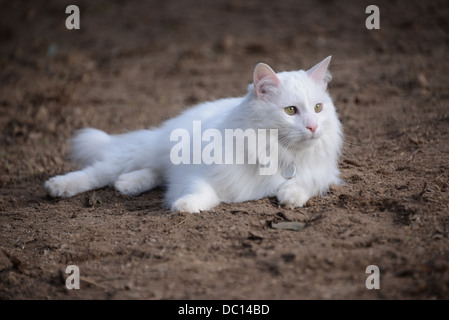 weiße Katze flauschige türkische Angora Katze Champion Stammbaum auf Schokolade Boden Schmutz Closeup Portrait majestätischen Garten liegend Stockfoto