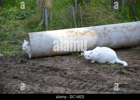 komische spielen zwei weiße Katze Katzen herausfordernde Kätzchen einander über einen Abfluss Rohr ältere Katze in Rohr stalking Model-release Stockfoto