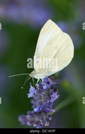 kleine Kohl weißen Schmetterling auf Lavendel Blume, Norfolk, england Stockfoto