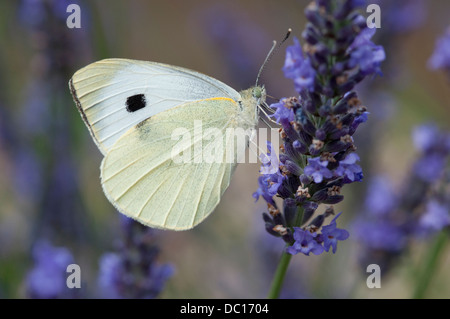 kleine Kohl weißen Schmetterling auf Lavendel Blume, Norfolk, england Stockfoto