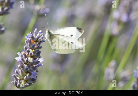 kleine Kohl weißen Schmetterling auf Lavendel Blume, Norfolk, england Stockfoto