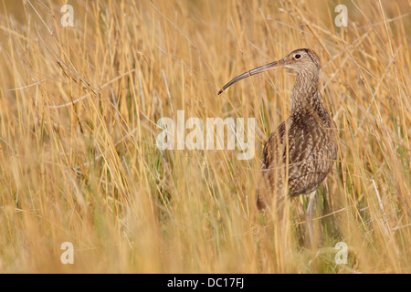 Eurasian Curlew (Numenius arquata) Erwachsenen, in langen Gras, auf Moorland, North Yorkshire, England, Juni Stockfoto