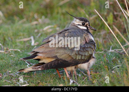 Nördlichen Kiebitz (Vanellus Vanellus) Erwachsenen weiblichen brütende junge, Swaledale, Yorkshire Dales, North Yorkshire, UK, Juni Stockfoto