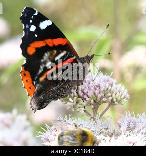 Makro eines Schmetterlings Red Admiral (Vanessa Atalanta) in verschiedenen Posen, Flügel geöffnet, halboffene & geschlossen (mehr als 60 Bilder) Stockfoto