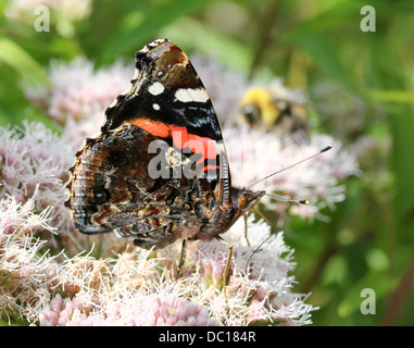 Makro eines Schmetterlings Red Admiral (Vanessa Atalanta) in verschiedenen Posen, Flügel geöffnet, halboffene & geschlossen (mehr als 60 Bilder) Stockfoto