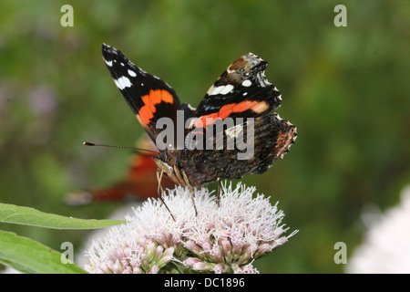 Makro eines Schmetterlings Red Admiral (Vanessa Atalanta) in verschiedenen Posen, Flügel geöffnet, halboffene & geschlossen (mehr als 60 Bilder) Stockfoto