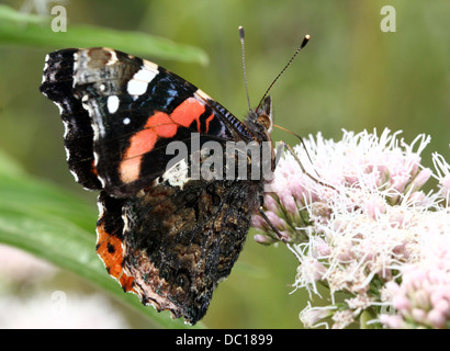 Makro eines Schmetterlings Red Admiral (Vanessa Atalanta) in verschiedenen Posen, Flügel geöffnet, halboffene & geschlossen (mehr als 60 Bilder) Stockfoto