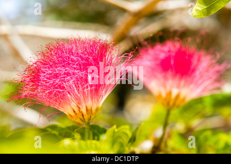 Rosa Puderquaste Stockfoto