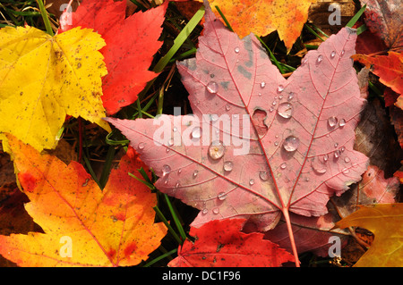 Ahornblatt, Ahornblätter auf dem Boden im Herbst Stockfoto