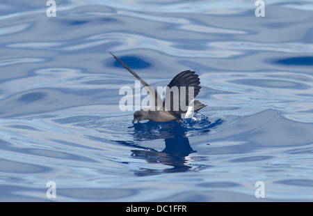 Maderian Sturmvogel auch genannt Band Psephotus Sturmvogel Oceanodroma Castro im Flug am Meer madeira Stockfoto