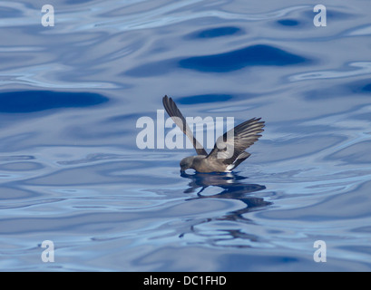 Maderian Sturmvogel auch genannt Band Psephotus Sturmvogel Oceanodroma Castro im Flug am Meer madeira Stockfoto