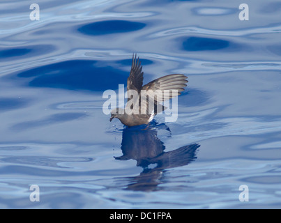 Maderian Sturmvogel auch genannt Band Psephotus Sturmvogel Oceanodroma Castro im Flug am Meer madeira Stockfoto