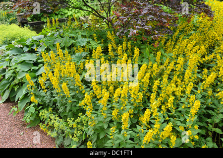 Gepunktete felberich (lysimachia punctata) Stockfoto