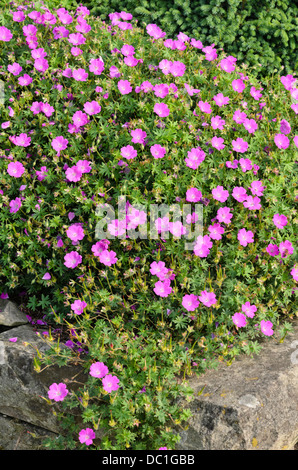 Bloody cranesbill (Geranium sanguineum 'nanum') Stockfoto